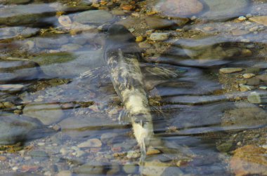 Chum somon Oncorhynchus keta Motosakimui Nehri 'nde. Motosakimui Bashi. Shibetsu. Hokkaido. Japonya.
