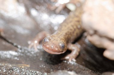 Ezo semenderi Hynobius engelli. Kontrol altında. Shiretoko Yarımadası. Nemuro Kaymakamlığı, Hokkaido, Japonya.