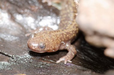 Ezo semenderi Hynobius engelli. Kontrol altında. Shiretoko Yarımadası. Nemuro Kaymakamlığı, Hokkaido, Japonya.