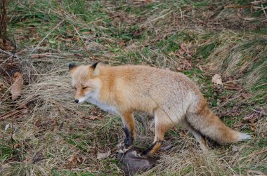 Ezo kızıl tilki Vulpes vulpes schrenckii. Utoro. Shiretoko Yarımadası. Hokkaido. Japonya.