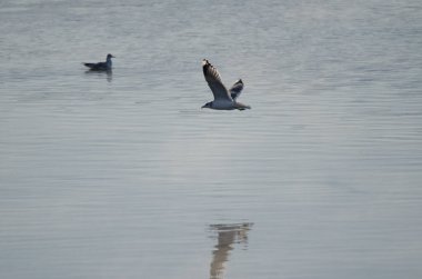 Kış tüyleriyle uçan martı Larus kanusu. Kushiro Nehri. Kushiro. Hokkaido. Japonya.