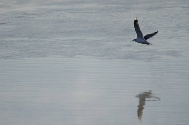 Kış tüyleriyle uçan martı Larus kanusu. Kushiro Nehri. Kushiro. Hokkaido. Japonya.