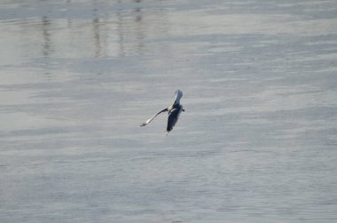 Kışın kuş tüyü avlayan martı Larus kanusu. Kushiro Nehri. Kushiro. Hokkaido. Japonya.