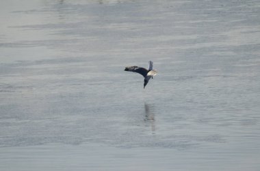 Kışın kuş tüyü avlayan martı Larus kanusu. Kushiro Nehri. Kushiro. Hokkaido. Japonya.