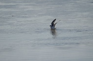 Kışın kuş tüyü avlayan martı Larus kanusu. Kushiro Nehri. Kushiro. Hokkaido. Japonya.