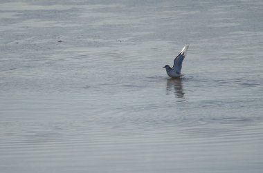 Kışın kuş tüyü avlayan martı Larus kanusu. Kushiro Nehri. Kushiro. Hokkaido. Japonya.