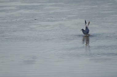 Kışın kuş tüyü avlayan martı Larus kanusu. Kushiro Nehri. Kushiro. Hokkaido. Japonya.