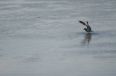 Kışın kuş tüyü avlayan martı Larus kanusu. Kushiro Nehri. Kushiro. Hokkaido. Japonya.
