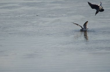 Kışın kuş tüyleriyle avlanan martılar Larus kanusu. Kushiro Nehri. Kushiro. Hokkaido. Japonya.