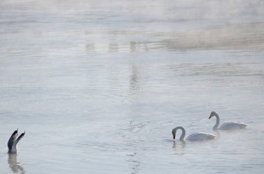Whooper kuğuları Cygnus cygnus ve martı Larus kanus balıkçılığı. Kushiro Nehri. Kushiro. Hokkaido. Japonya.