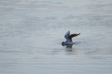 Siyah başlı martı Chroicocephalus ridibundus balıkçılığı. Kushiro Nehri. Kushiro. Hokkaido. Japonya.