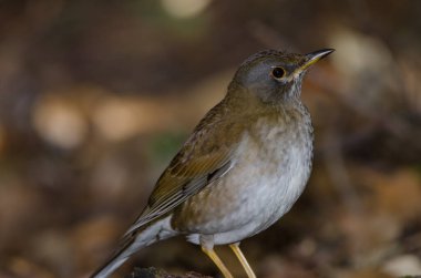 Parkta solgun ardıç kuşu Turdus Pallidus. Shimogamo. Kyoto. Japonya.
