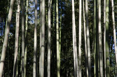 Kyoto 'daki Arashiyama Bambu Ormanı. Japonya.