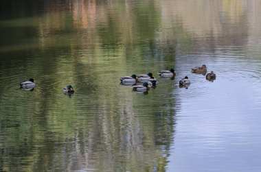 Gölette Anas platyrhynchos sürüsü. Arashiyama. Kyoto. Japonya.