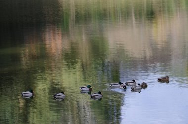 Gölette Anas platyrhynchos sürüsü. Arashiyama. Kyoto. Japonya.