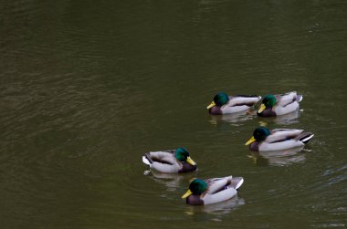Gölette Anas platyrhynchos sürüsü. Arashiyama. Kyoto. Japonya.