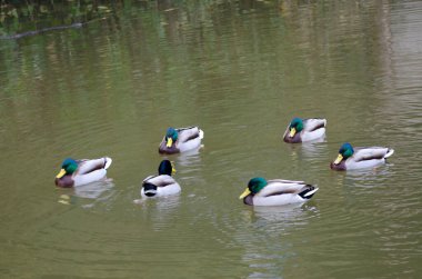 Gölette Anas platyrhynchos sürüsü. Arashiyama. Kyoto. Japonya.