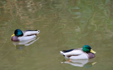 Gölette Anas platyrhynchos yaban ördekleri. Arashiyama. Kyoto. Japonya.
