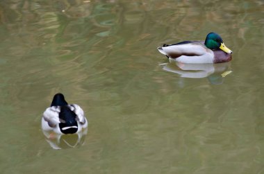 Gölette Anas platyrhynchos yaban ördekleri. Arashiyama. Kyoto. Japonya.