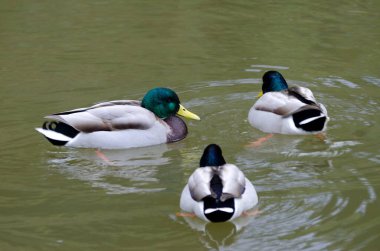 Gölette Anas platyrhynchos yaban ördekleri. Arashiyama. Kyoto. Japonya.
