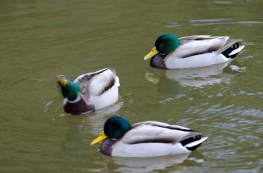 Gölette Anas platyrhynchos yaban ördekleri. Arashiyama. Kyoto. Japonya.