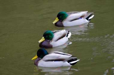 Gölette Anas platyrhynchos yaban ördekleri. Arashiyama. Kyoto. Japonya.