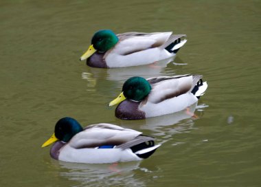 Gölette Anas platyrhynchos yaban ördekleri. Arashiyama. Kyoto. Japonya.