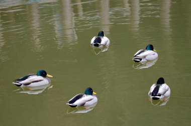 Gölette Anas platyrhynchos yaban ördekleri. Arashiyama. Kyoto. Japonya.