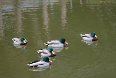 Gölette Anas platyrhynchos yaban ördekleri. Arashiyama. Kyoto. Japonya.
