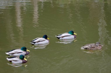 Gölette Anas platyrhynchos sürüsü. Arashiyama. Kyoto. Japonya.