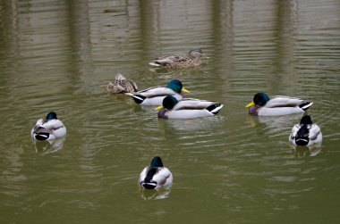 Gölette Anas platyrhynchos sürüsü. Arashiyama. Kyoto. Japonya.