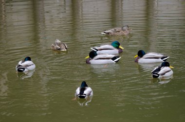 Gölette Anas platyrhynchos sürüsü. Arashiyama. Kyoto. Japonya.