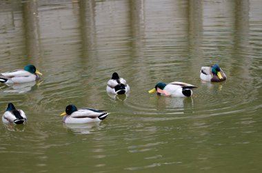 Erkek ördek sürüsü Anas platyrhynchos. Arashiyama. Kyoto. Japonya.
