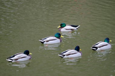 Erkek ördek sürüsü Anas platyrhynchos. Arashiyama. Kyoto. Japonya.
