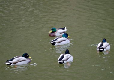 Erkek ördek sürüsü Anas platyrhynchos. Arashiyama. Kyoto. Japonya.