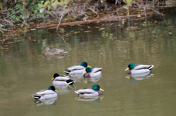 Gölette Anas platyrhynchos sürüsü. Arashiyama. Kyoto. Japonya.