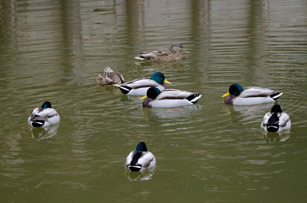 Gölette Anas platyrhynchos sürüsü. Arashiyama. Kyoto. Japonya.