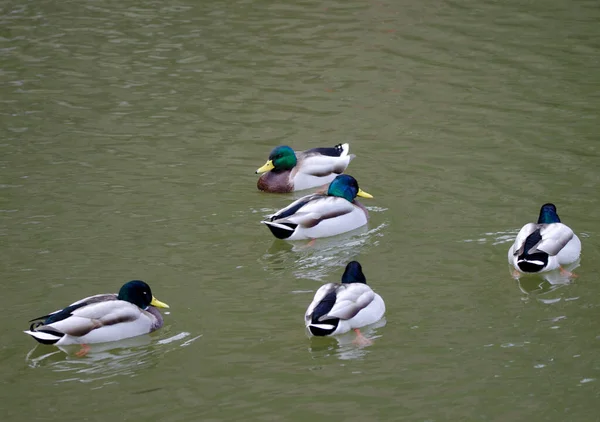 Erkek ördek sürüsü Anas platyrhynchos. Arashiyama. Kyoto. Japonya.