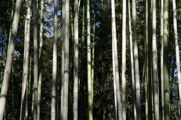 Bambusový Les Arashiyama Kjótu Japonsko Royalty Free Stock Obrázky