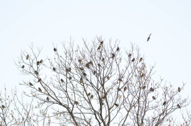 Beyaz yanaklı sığırcıklar bir ağaca tünemiş Spodiopsar cineraceus. Hamarikyu Bahçeleri. Tokyo mu? Honshu. Japonya.