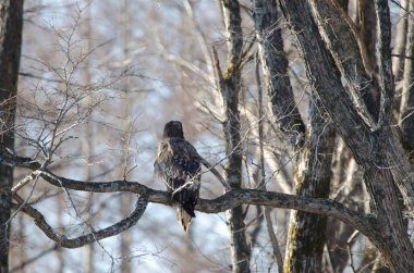 Immature Stellers sea eagle Haliaeetus pelagicus. Kiyosato. Okhotsk Subprefecture. Hokkaido. Japan.