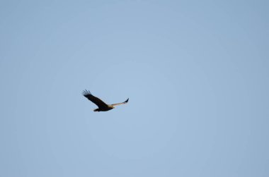 White-tailed eagle Haliaeetus pelagicus in flight. Kiyosato. Okhotsk Subprefecture. Hokkaido. Japan.