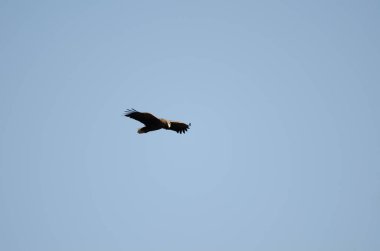 White-tailed eagle Haliaeetus pelagicus in flight. Kiyosato. Okhotsk Subprefecture. Hokkaido. Japan.