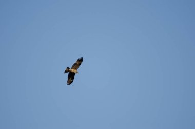 Young white-tailed eagle Haliaeetus pelagicus in flight. Kiyosato. Okhotsk Subprefecture. Hokkaido. Japan.
