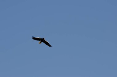Stellers sea eagle Haliaeetus pelagicus in flight. Kiyosato. Okhotsk Subprefecture. Hokkaido. Japan.