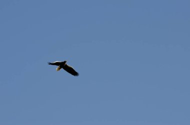Stellers sea eagle Haliaeetus pelagicus in flight. Kiyosato. Okhotsk Subprefecture. Hokkaido. Japan.