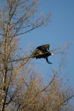 Immature Stellers sea eagle Haliaeetus pelagicus taking flight. Kiyosato. Okhotsk Subprefecture. Hokkaido. Japan.