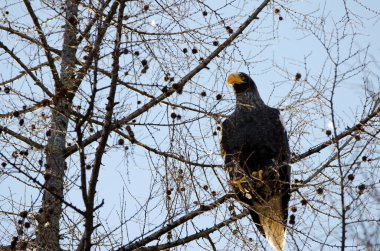 Stellers sea eagle Haliaeetus pelagicus. Kiyosato. Okhotsk Subprefecture. Hokkaido. Japan.