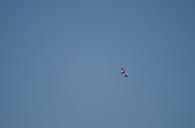 Stellers sea eagle Haliaeetus pelagicus in flight. Kiyosato. Okhotsk Subprefecture. Hokkaido. Japan.