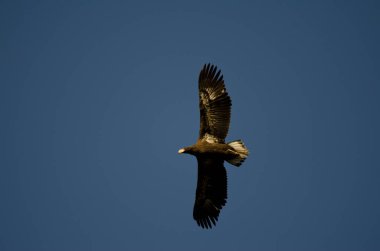 Olgunlaşmamış Steller 'in deniz kartalı Haliaeetus pelagicus uçuyor. Akan Mashu Ulusal Parkı. Hokkaido. Japonya.